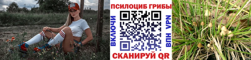 Галлюциногенные грибы Psilocybe  Ардатов 